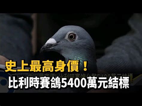 鳥是代表幾號|夢到鳥幾號